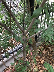 Prunus persica nucipersica