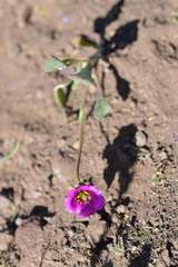 Calandrinia compressa
