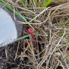 Cruentomycena viscidocruenta