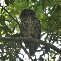 Strix occidentalis