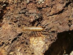 Allothereua maculata