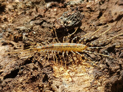 Allothereua maculata