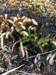 Lycopodiaceae