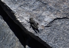 Paratettix mexicanus