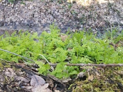 Cystopteris protrusa