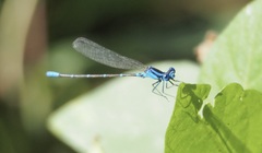 Argia gaumeri