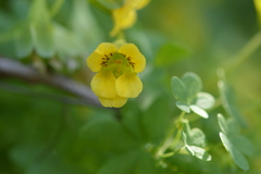 Tropaeolum brachyceras