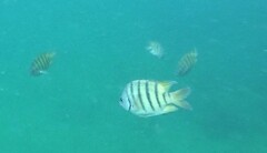 Abudefduf bengalensis