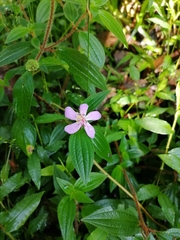 Melastomeae