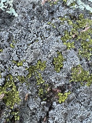 Rhizocarpon