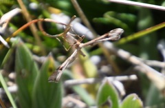 Platyptilia carduidactylus