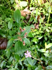 Melastomeae
