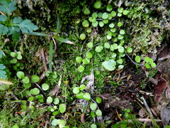 Epilobium nummulariifolium