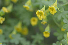 Tropaeolum brachyceras