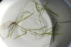 Potamogeton foliosus