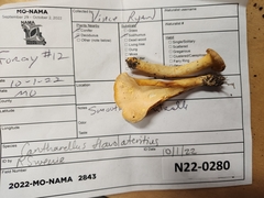 Cantharellus flavolateritius