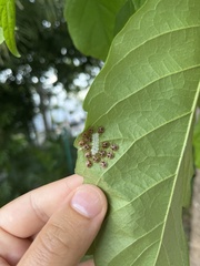 Edessa rufomarginata