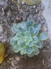 Echeveria elegans
