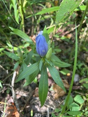 Gentiana saponaria