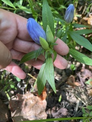 Gentiana saponaria