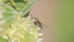 Epicoronimyia mundelli
