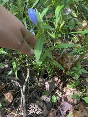 Gentiana saponaria