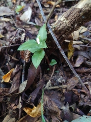 Cheirostylis octodactyla