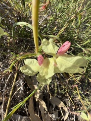Lechenaultia linarioides