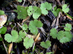 Hydrocotyle moschata