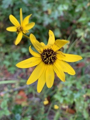 Helianthus atrorubens
