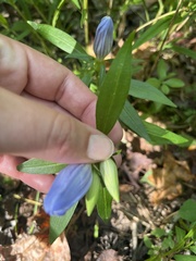 Gentiana saponaria
