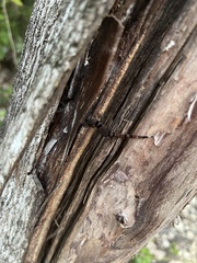 Sphaerodactylus glaucus