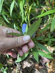 Gentiana saponaria