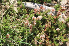Eriogonum wrightii