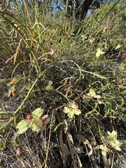 Lechenaultia linarioides