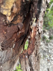 Sphaerodactylus glaucus