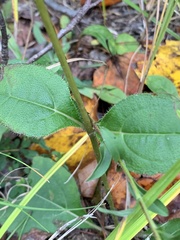 Helianthus atrorubens