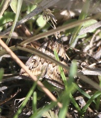 Pyrausta subsequalis