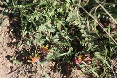 Acmispon decumbens