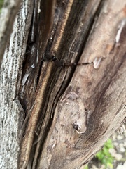 Sphaerodactylus glaucus