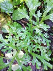 Selaginella