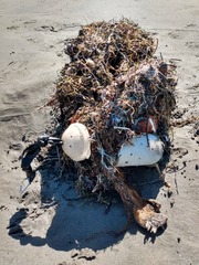 Mytilus californianus