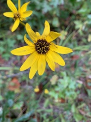 Helianthus atrorubens