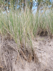 Ammophila breviligulata