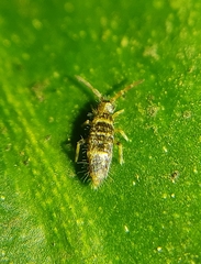 Entomobryidae