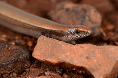 Panaspis wahlbergii