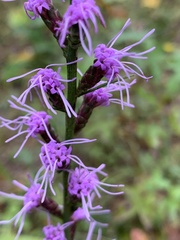 Liatris spicata