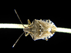 Codophila varia
