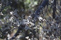 Cercocarpus betuloides