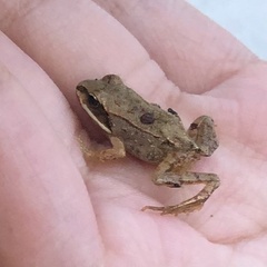 Lithobates sylvaticus image
